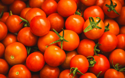 Tomate frito Bujanda al estilo
